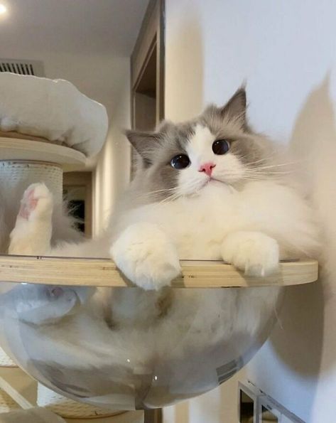 Ragdoll Kittens, Image Chat, Cute Little Kittens, Cute Cats Photos, Baby Kittens, Ragdoll Cat, Cat Aesthetic, Funny Cute Cats