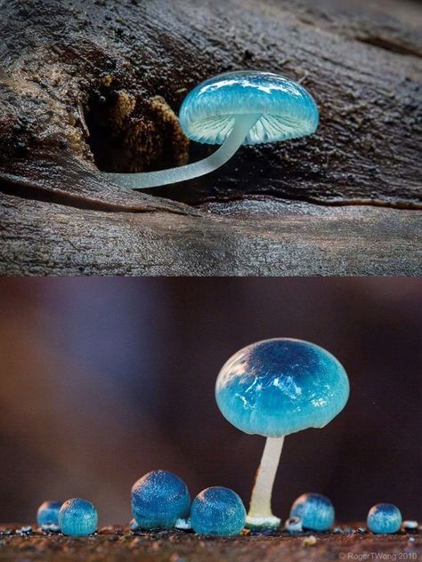 Blue Mycena Mushroom, Fantasy Items Products, Mycena Mushroom, Pretty Mushrooms, Mushroom Blue, Blue Mushrooms, Forest Mushrooms, Blue Mushroom, Mushroom Plant