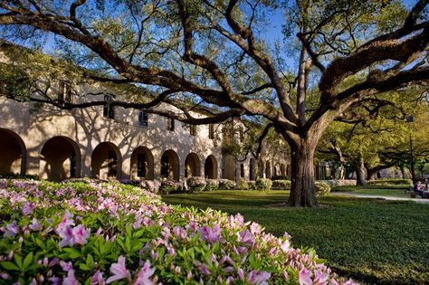 lsu -the quad Lsu College, Lsu Football, Geaux Tigers, Dream College, Louisiana State University, Dream School, Louisiana State, College Campus, Financial Aid