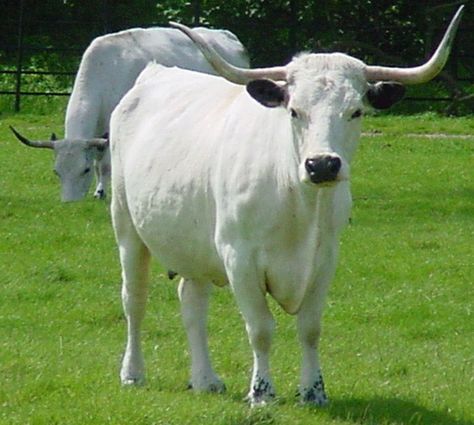 30 Best Cow Breeds for Meat and Milk You'll Want to Know About Breeds Of Cows, Bucking Bulls, Longhorn Cattle, Cow Photos, Bull Cow, Cattle Breeds, Beef Cattle, Cattle Farming, White Cow