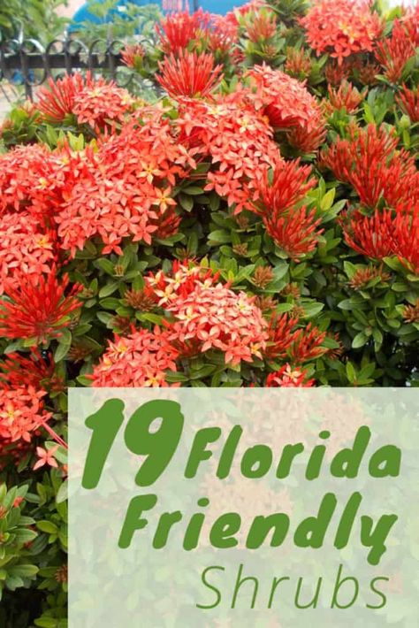 19-Florida-Friendly-Shrubs-Pinterest Banana Shrub, Florida Plants Landscaping, Florida Gardens, Zone 9b, Tropical Backyard Landscaping, Florida Trees, Florida Flowers, Florida Native Plants, Florida Landscape