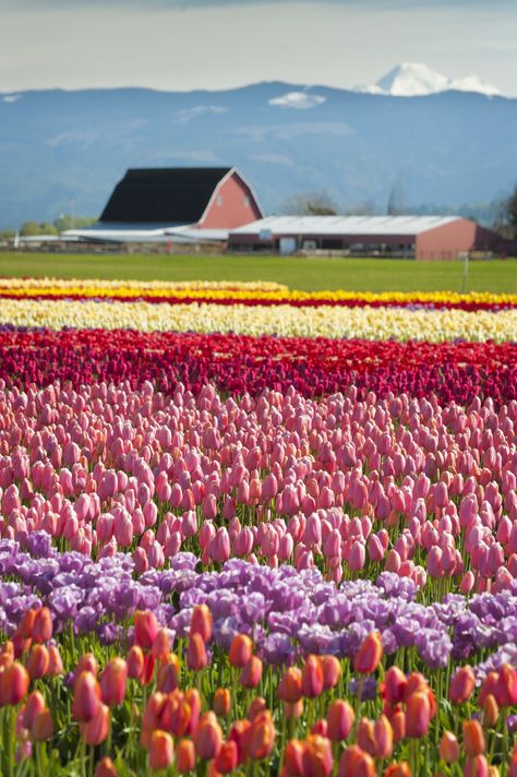 The Most Beautiful Flower Fields to Visit in the U.S. | Martha Stewart Country Pics, Skagit Valley Tulip Festival, Growing Tulips, Most Beautiful Flower, Skagit Valley, Ranunculus Flowers, Stock Flower, Tulip Festival, Washington Usa