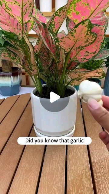 Gardening | Housewife | Farm on Instagram: "How to promote flower growth with garlic? #soiltester #garden #flowers #plants #flower #gardening #plant #plantlover #plantlife #gardenlove #gardenlife #growyourown" How To Grow Indoor Plants, Onion Water For Plants, Planting Hacks How To Grow, Plants Indoors Ideas, How To Grow Plants In Water, Best Plants To Grow In Water, How To Grow Flowers, Planters Ideas Indoor, Plant Container Ideas