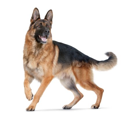 Dog Reference Poses, Dog Reference Photo, Dog Poses Reference, Tex Tattoo, Shiloh Shepherd Dog, Dog Reference, Alsatian Dog, German Sheperd Dogs, Dog German Shepherd