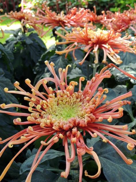 Spider Mum Flower, Hardy Mums, Mum Flower, Garden Mum, Garden Spider, Spider Mums, Fall Mums, Hgtv Garden, Mums Flowers