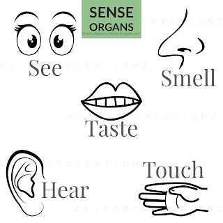 Clipart Creationz: Sense Organs coloring clipart free Sense Organs Drawing, Sense Organs For Kindergarten, Sense Organs Chart, Sense Organs Worksheets, Sensory Organs, Sense Organs, Biodata Format Download, Short Vowel Worksheets, Biodata Format