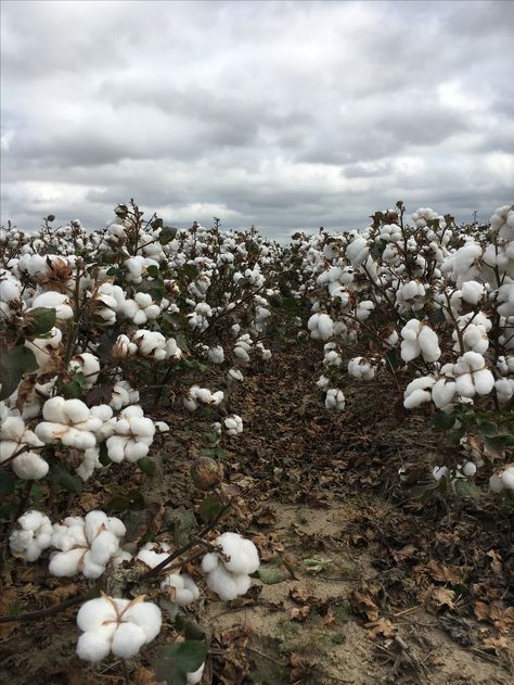 Arkansas cotton Cotton Ball Aesthetic, Cotton Plant Photography, Cotton Flower Aesthetic, Cotton Fields Photography, Cotton Plant Aesthetic, Cotton Field Photography, Cotton Aesthetic, Cotton Plantations, Cotton Farm