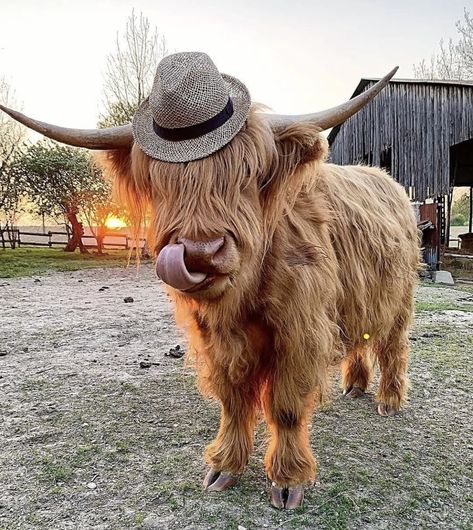 Scottish Hyland Cows, High Land Cow Wallpaper, Hi Land Cow, Cow In Cowboy Hat, Highland Cow Background, Hyland Cows, Fuzzy Cows, Highland Cow Photography, Hyland Cow