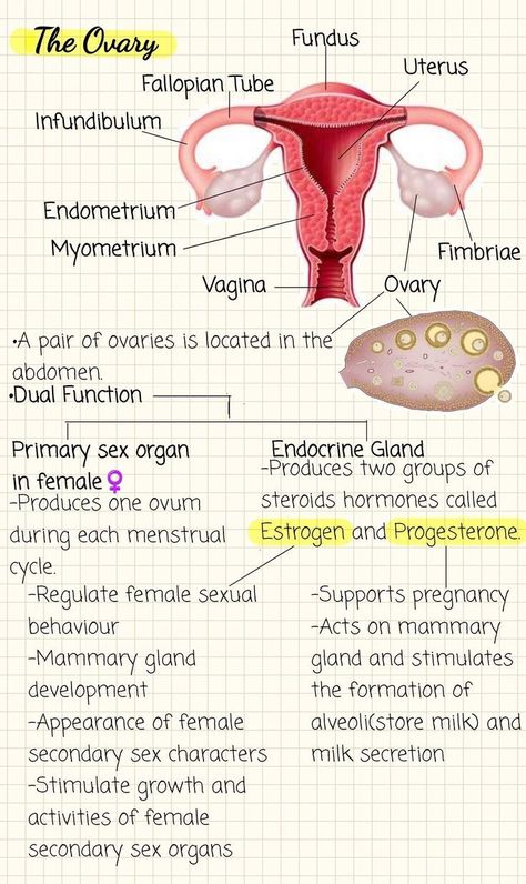 Reproduction System Anatomy, Biology Body Systems, Body Cavities Anatomy Notes, Reproductive System Notes Aesthetic, How To Learn Biology Fast, How To Learn Biology, Surgeon Study Notes, Organ Systems Notes, Human Reproductive System Notes