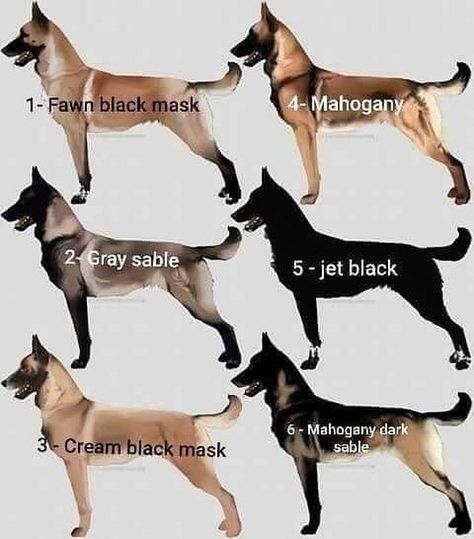 Different color of belgian malinois dog Belgian Malinois Puppies, Belgium Malinois, Smartest Dog Breeds, Malinois Puppies, Belgian Malinois Dog, Dog Breeds List, Malinois Dog, Belgian Shepherd, Best Dog Training