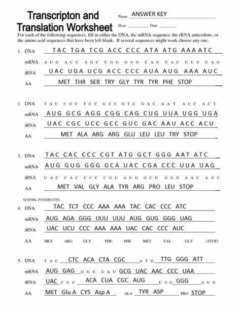 Transcription Translation Worksheets Answer Key Translation Biology, Dna Transcription And Translation, Dna Transcription, Dna Worksheet, Dna And Genes, Biology Worksheet, Transcription And Translation, Biology Classroom, Biology Lessons