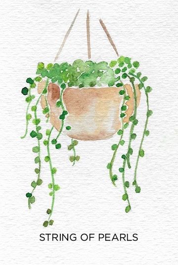 A Guide to Caring for Easy to Grow Indoor Plants Watercolor Art Inspiration Easy, Painting Plants Easy, Plants Painting Ideas, Easy Watercolour Drawings, Watercolor Plants Simple, Easy Watercolor Paintings Landscapes, Easy Plant Painting, Basic Watercolor Painting For Beginners, Watercolour Art Ideas Easy