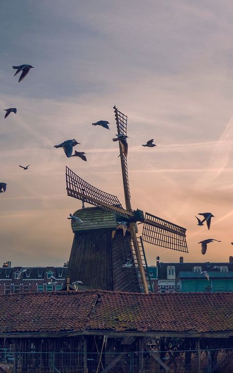 #birds #buildings #sky #windmill #Nature. Read more: https://wallpapershd.info/wallpaper-buildings-sky-birds-windmill-1585005783.html Check more at https://wallpapershd.info/wallpaper-buildings-sky-birds-windmill-1585005783.html Wallpapers Tulips, Wallpaper Buildings, Iphone Wallpaper Travel, Amsterdam Wallpaper, Amsterdam City Guide, Wallpaper Travel, Amsterdam Travel Guide, Cute Mobile Wallpapers, I Amsterdam