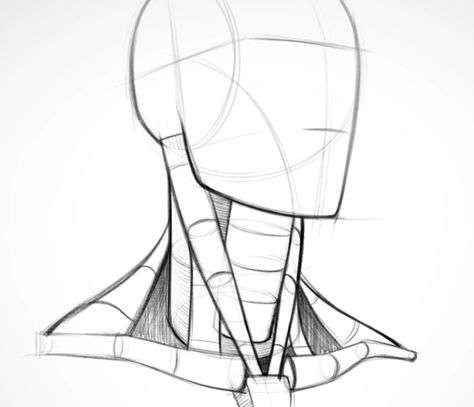 The construction of the head and neck, showing how they attach to each other and the shoulders. How To Draw Necks, Beauty Drawings, Human Anatomy Drawing, Human Figure Drawing, Human Anatomy Art, Anatomy Sketches, Anatomy For Artists, Anatomy Drawing, Poses References