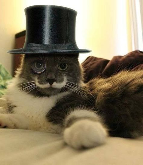 Top Hat Drawing, Hat Drawing, Cat Hiding, Fancy Cats, Funny Animal Photos, Super Rich, Top Hats, Fancy Hats, Cat Hat