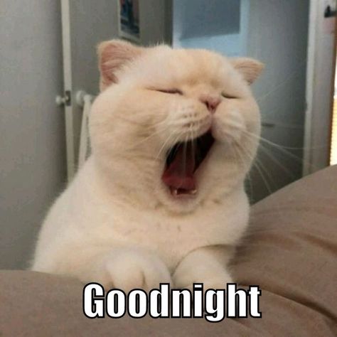 Cat Saying Goodnight, Good Night Meme, Funny Cute Memes, Say Goodnight, Good Night Funny, Cat Meme, Sleep Well, Night Quotes, Cute Memes