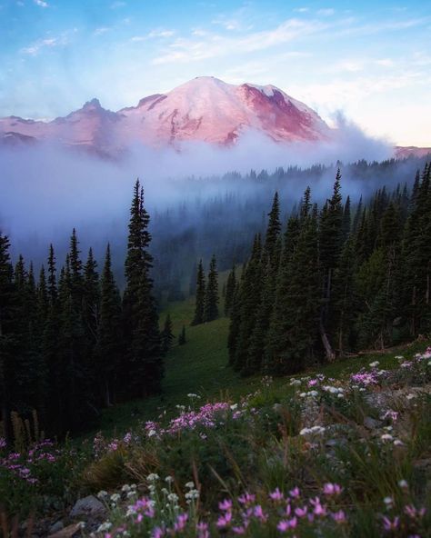 Pnw Aesthetic, Washington State Parks, Pine Trees Forest, National Park Photos, Mount Rainier National Park, Scenic Photography, Rainier National Park, Countryside House, Aesthetic Vibes