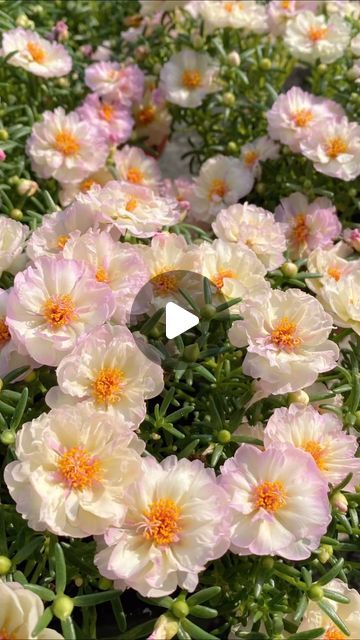 26K views · 1.9K likes | Rosesu on Instagram: "Double-Flowered Moss Rose / Portulaca🐝
#mossrose #rose #portulaca #homegarden #growyourown #gardenlife #flowerpower #plantlover #flowerseeds #natureathome #indoorplants" Moss Rose Garden Ideas, Portulaca Flowers Ideas, Flower Planting Guide, Florida Gardens, Portulaca Flowers, Patio Flowers, Moss Rose, Indoor Flowers, Master Gardener