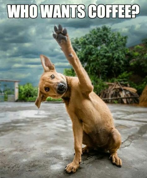 Who wants coffee Happy Week End, High Five, Coffee Love, Coffee Humor, Mans Best Friend, I Love Dogs, Dog Life, Puppy Love, Funny Dogs