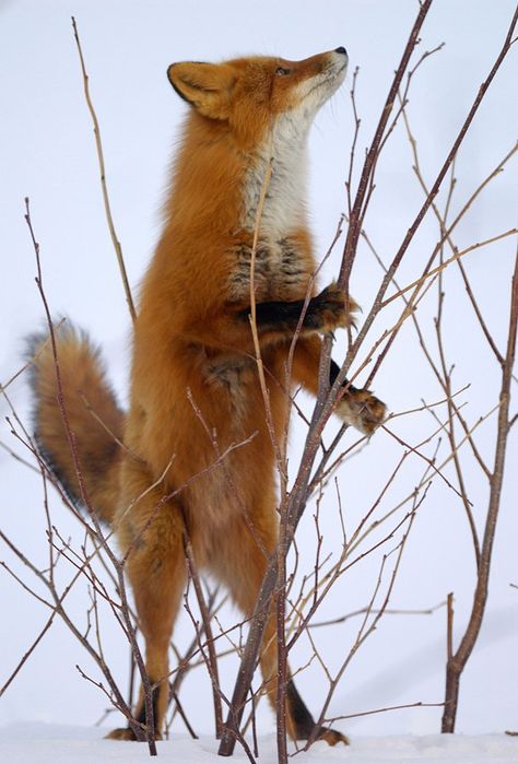 Fantastic Fox, Fantastic Mr Fox, Wild Dogs, Cute Fox, Red Fox, Animal Planet, 귀여운 동물, Animals Friends, Spirit Animal