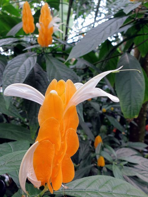 Pachystachys lutea a.k.a. Lollipop plant, golden shrimp plant Shrimp Plants, Lollipop Plant, Shrimp Plant, Strange Flowers, Unusual Plants, Unusual Flowers, Rare Flowers, Cactus Garden, Pretty Plants