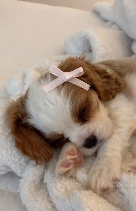 Cute Small Dogs, Cute Dogs Images, Very Cute Puppies, Super Cute Puppies, Cute Animals Puppies, Very Cute Dogs, Really Cute Dogs, Cute Little Puppies