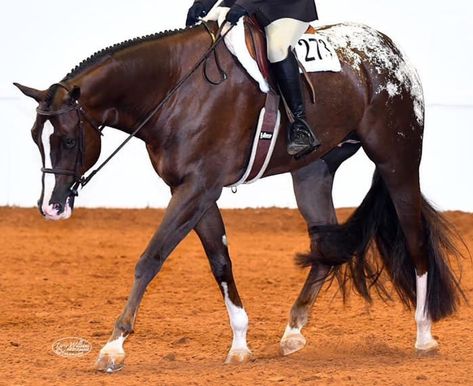 Hunter Under Saddle Horse, English Pleasure, Hunter Under Saddle, Hunt Seat, Saddle Horse, Horse Coats, Horse Colors, Appaloosa Horse, Appaloosa Horses