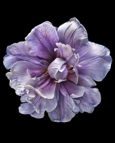 Debi Shapiro (@debishapirophotography) • Instagram-Fotos und -Videos Flowers Black Background, Dark Purple Flowers, Flower Icons, Dark Flowers, Nothing But Flowers, February 19, Beautiful Flowers Pictures, Creative Drawing, Natural Forms