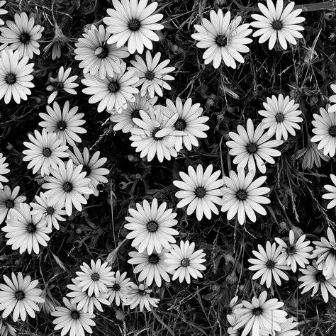 flower clusters pattern from Black and White Flowers – A Study in Form Foto Muro Collage, Foto Langka, Black And White Photo Wall, Black And White Picture Wall, Tapeta Galaxie, Black And White Photograph, Black And White Flowers, Gray Aesthetic, Monochrome Photography