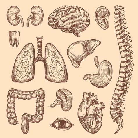 Body Anatomy Sketch, Sketch Body, Biology Drawing, Brain Drawing, Human Organs, Drawing Ideas Human, Sketch Icon, Biology Art, Internal Organs