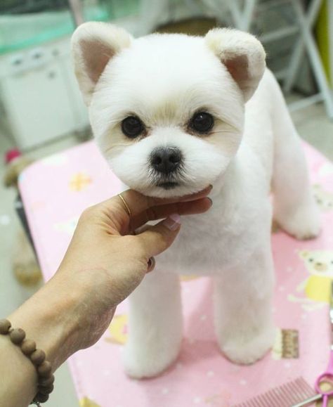 Grooming                                                       …                                                                                                                                                                                 More Small Dog Grooming Styles, Grooming Maltese, Maltese Grooming, Maltipoo Haircuts, Bear Dogs, Puppy Haircut, Grooming Ideas, Teddy Bear Puppies, Dog Grooming Styles