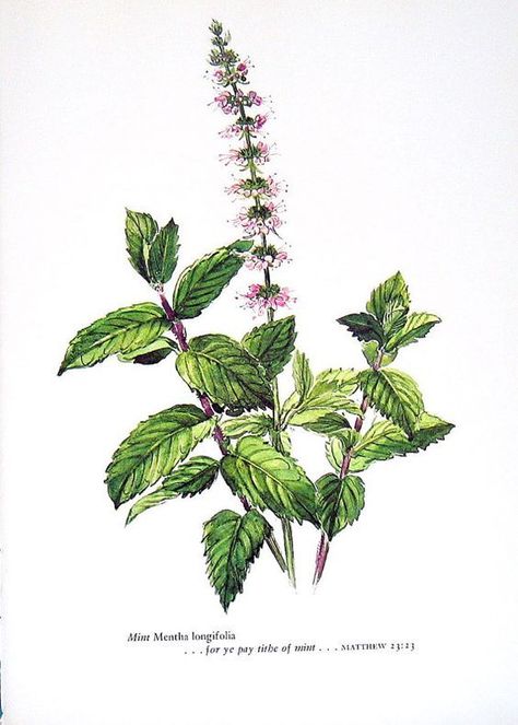 Medicinal Herbs: Peppermint | 31Daily.com Skechtbook Ideas, Ice Cream Christmas, Peppermint Herb, Peppermint Tea Benefits, Mint Herb, Watercolor Herbs, Herb Art, Peppermint Plants, Spearmint Tea