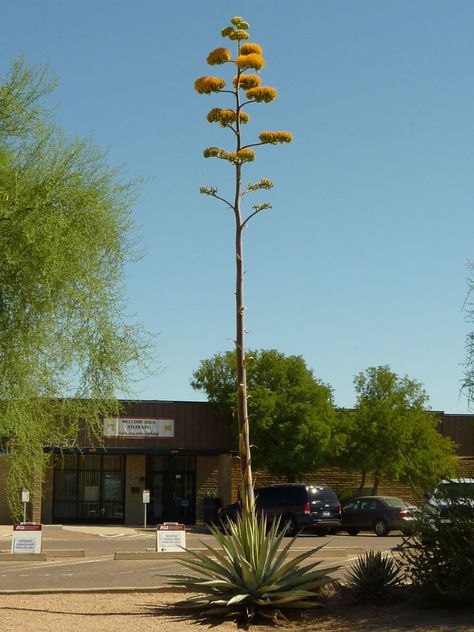 Agave americana Agave Tattoo, Agave Flower, Agave Americana, Storefront Display, Blooming Succulents, Century Plant, Succulent Landscape Design, Wedding Graphics, Succulent Landscaping