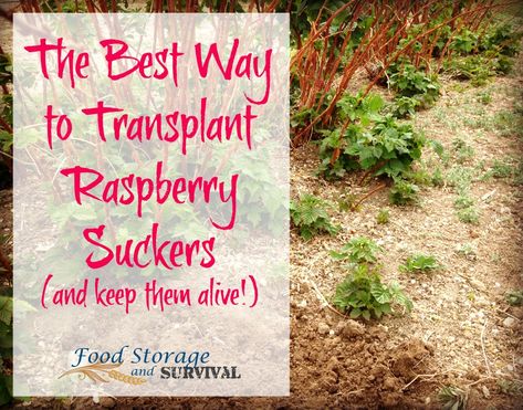 The Best Way to Transplant Raspberry Suckers (and Keep them Alive!) - Food Storage and Survival When To Transplant Raspberry Plants, Transplanting Raspberry Plants, Raspberry Patch Ideas, Blackberry Growing, Growing Berries, Farm Plants, Raspberry Patch, Raspberry Bushes, Corn Off The Cob