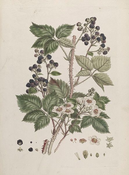 Miller displays a branch of blackberries at different stages of development to give a fuller picture of the plant's lifecycle. Blackberry Illustration, Blackberry Tattoo, Early Humans History, Foraging Guide, Blackberry Bramble, Growing Blackberries, Blackberry Picking, Young Rabbit, John Miller