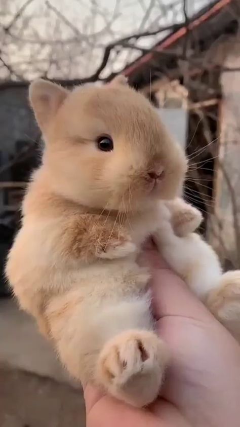 Baby bunny fits in hand - 9GAG Pet Bunny Rabbits, Baby Animals Pictures, Super Cute Animals, Baby Bunny, Baby Animals Funny, Fluffy Animals, Cute Wild Animals