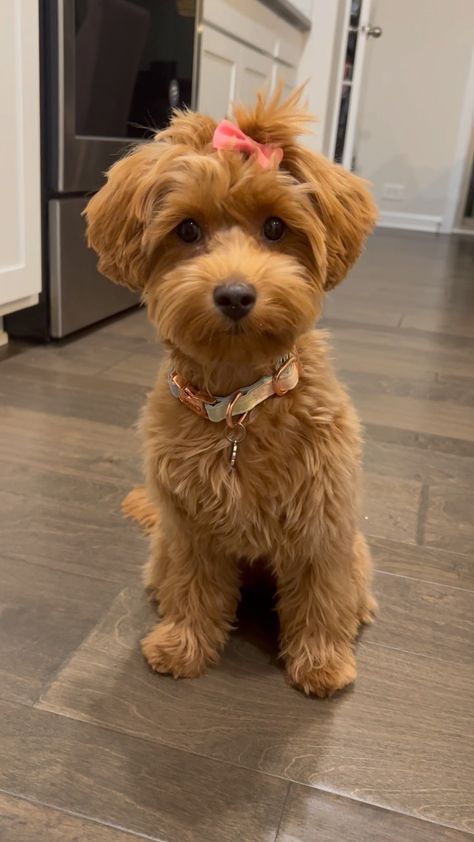 Chloe 🐾 The Mini Goldendoodle | What do you mean? I was born to be a pampered 😌 . . #minigoldendoodle #goldendoodle #poodlemix #dogsofinstagram #puppiesofinstagram… | Instagram Cute Mini Goldendoodle Puppy, Cute Golden Doodle Puppies, Mini Goldendoodle Haircut Styles, Mini Goodlendoodle, Goldendoodle Wallpaper, Dog Pictures Aesthetic, Mini Doodle Dog, Golden Doodle Mini, F1bb Goldendoodle