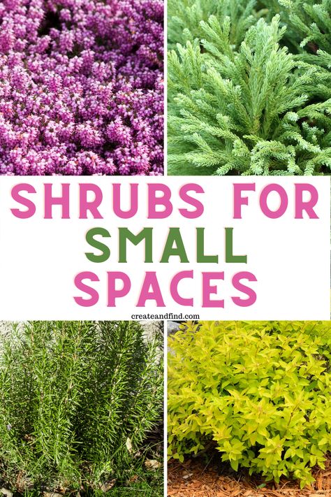 If you have small spaces in your landscaping that could use a few shrubs, look no further. This list has something for a variety of planting zones in many shapes, colors, and sizes that are perfect for more compact growing areas. Best Outdoor Plants For Zone 9, Small Shrubs In Front Of House Full Sun, Accent Shrubs Front Yards, Landscaping Small Areas, Medium Shrubs In Front Of House, Landscaping Small Areas Next To House, Low Bushes For Landscaping, Zone 5 Landscaping Plans, Full Sun Shrubs Landscaping