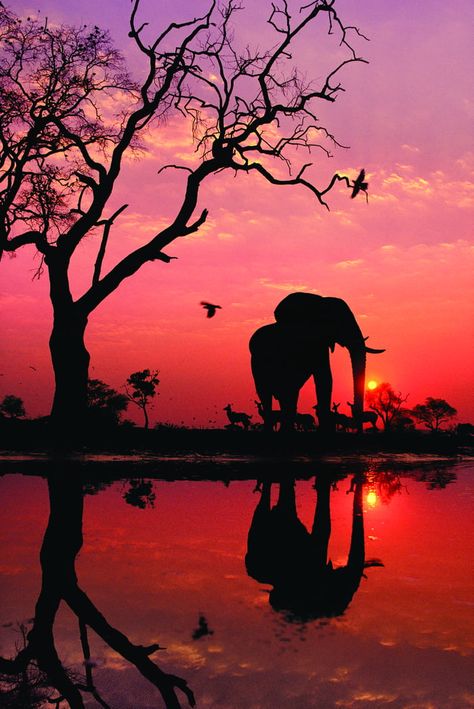 Elephant Silhouette, African Sunset, Images D'art, Elephant Love, Elephant Art, African Wildlife, African Elephant, An Elephant, African Animals