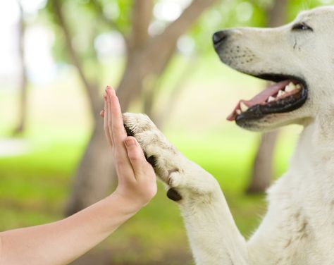 5 Life Lessons We Can Learn From Animals [LIST] - Goodnet Dog Dental Cleaning, Paw Care, Online Pet Store, Dog Teeth Cleaning, Dog Dental Care, List Of Animals, Training Your Puppy, Dog Teeth, Pet Paws