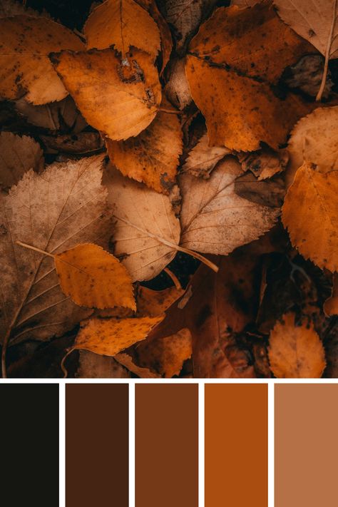 Get grounded with our Earth Tone Color Palette: from warm browns to earthy greens, evoke the serenity of nature in your projects. Brown Orange Green Color Palette, Color Schemes With Brown, Brown Color Combinations, Brown Color Palettes, Earth Tones Color Palette, Color Palette Earth Tones, Earth Color Palette, Color Scheme Generator, Earth Colour Palette