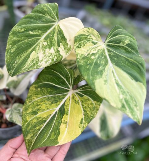 Philodendron gloriosum variegated #roundpetiole Plants Reference, Variegated Philodendron, Philodendron Micans Variegated, Philodendron Heartleaf Variegated, Philodendron Gloriosum, Philodendron Luxurians, Philodendron Billietiae Variegated, Wishlist Plants, Philodendron Florida Beauty Variegated