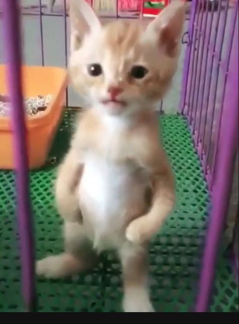 You may be cute, but you'll never be this cute - 9GAG Cat Heaven, Cat Power, Cat Stands, Most Beautiful Cat Breeds, Cat Mat, Like Animals, Silly Cats, Beautiful Cat, Animal Memes