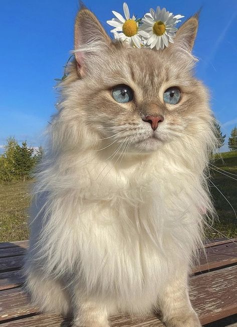 Katt Grejer, Cutest Cats Ever, Cats Photos, Image Chat, Silly Cats Pictures, Cute Cats Photos, Pretty Animals, Ginger Cats