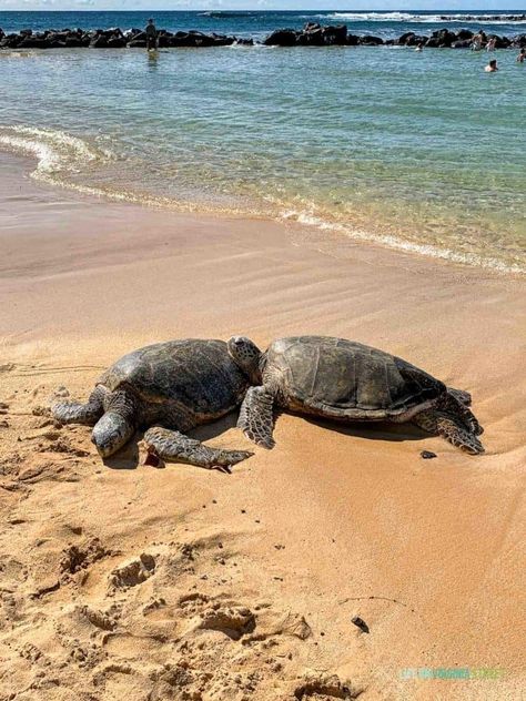 Amigurumi Patterns, Nature, Turtle Beach Hawaii, "kaui Hawaii", Kauai Hawaii Food, Kauai Hawaii Things To Do In, Kauai Aesthetic, Kuaui Hawaii, Kauai Hawaii Aesthetic