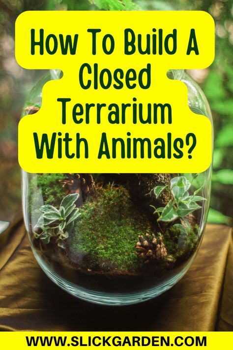 How To Build A Closed Terrarium With Animals? | Slick Garden. There are two types of terrarium: open terrarium and closed terrarium. Open terrariums are designed to provide air to plants and animals. In a closed terrarium, the water cycle is an important factor. Now we will tell you about the closed terrarium in detail. Ecosystem Jar Terrarium Diy, Easy Closed Terrarium Diy, Terrarium Science Project, How To Make An Ecosystem In A Jar, Closed Ecosystem In A Bottle, Build A Terrarium Diy, Closed Terrarium Animals, Terrarium With Insects, Air Plant Terrarium Diy