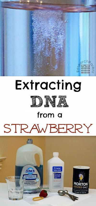 Extract DNA from a strawberry in your kitchen. This fun, easy, activity uses only common household items and takes about 10 minutes. Full step-by-step picture tutorial included. Great science experiment for elementary and middle school students. Density Experiment, Science Activity For Kids, Water Experiments, Weather Science, Kitchen Ingredients, Kid Science, Science Club, Science Activity, Kid Experiments