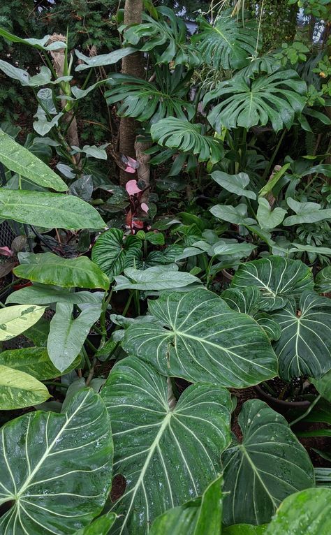 Tropical Rainforest Animals, Amazon Rainforest Plants, Hawaiian Rainforest, Rainforest Floor, Rainforest Garden, Rainforest Flowers, Outside Playground, Jungle Trees, Plant Jungle