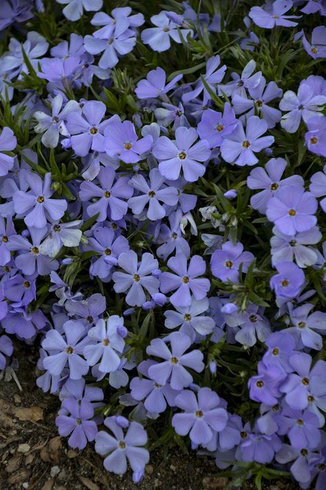 Periwinkle Tinkerbell, Periwinkle Aesthetic, Rare Colours, Phlox Subulata, Periwinkle Flowers, Rare Colors, Photo Polaroid, Light Blue Aesthetic, Blue Aesthetic Pastel