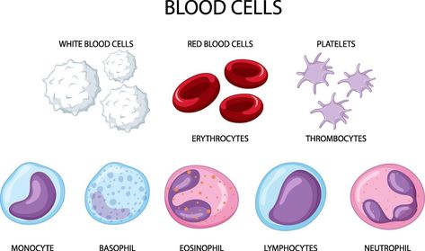 Type of human blood cells on white background White Blood Cells Drawing, Types Of Blood Cells, Cell Diagram, People Clipart, Blood Components, Cells Project, Med Vet, Types Of Humans, Lab Week